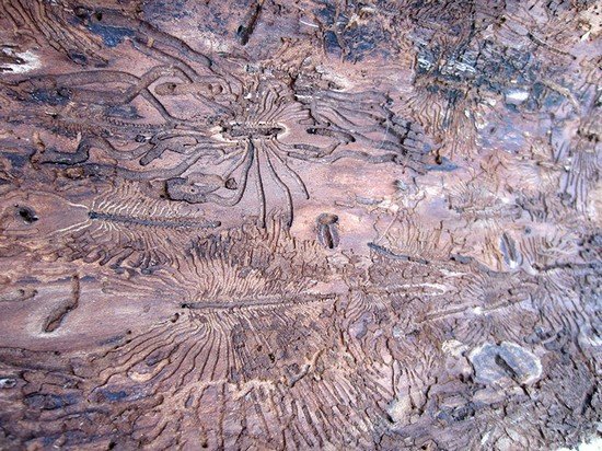 Короїд: особливості життєдіяльності та методи боротьби