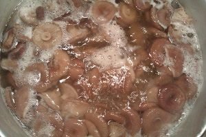 Волнушка — делікатес або поганка