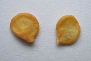 Порядок дій при посадці перцю на розсаду в домашніх умовах: практичний посібник і докладний відео