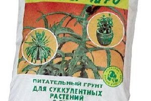 Каланхое: правильний догляд за рослиною в домашніх умовах