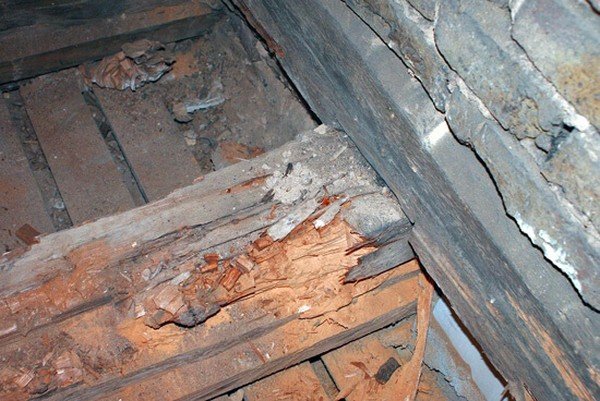 Деревне жук: ознаки появи, боротьба і профілактика