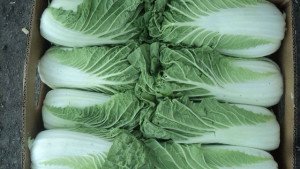 Вирощування пекінської капусти у відкритому ґрунті, теплицях та в домашніх умовах