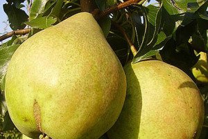 Сорт груші Просто Марія: особливості плодів, посадка і догляд