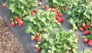 Суниця «Барон Солемахер»: опис, відгуки та поради досвідчених дачників по вирощуванню ягід з насіння