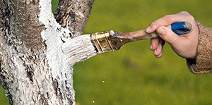 Як затримати початок цвітіння абрикоса навесні — 6 дієвих способів