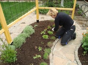 Низькорослі багаторічники цвітуть усе літо — фото з назвами