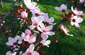 Декоративна слива сорту Піссарді — незвичайна зливу для прикраси вашого саду