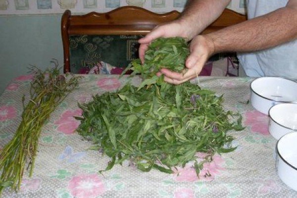 Ферментований іван чай: заготівля сировини і покроковий процес приготування