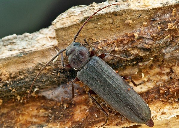 Жук вусач: види і засоби для знищення