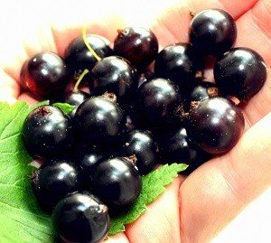 Чорна смородина: посадка й догляд, поради по вирощуванню, фото і відео