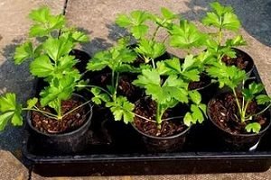 Селера черешкова: агротехніка вирощування і деякі особливості догляду