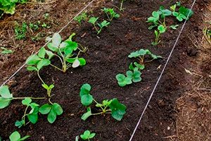 Як садити полуницю насінням: вибір насіння і ґрунту, поради по догляду і поливу