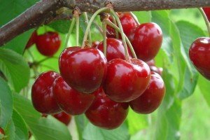 Опис морозостійких сортів вишні: Бірюсінка, Дорогоцінний кармін, Щедра