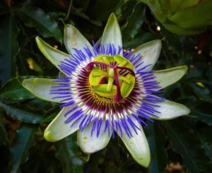 Найкрасивіші квіти — Топ 16 рослин