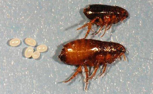 Людська блоха: фото, поширювані захворювання і як позбутися