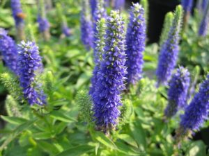 Ніжний квітка Вероніка у вашому саду: різноманітність сортів з описом і барвистими фотографіями