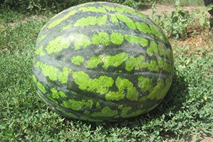 Середньопізні та пізні сорти кавунів: характеристики та особливості вирощування та зберігання