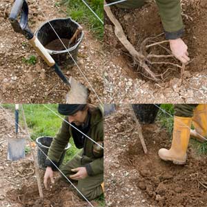 Кубанська комета — низькорослий сорт сливи з великими плодами