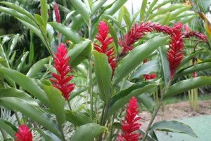 Вирощування імбиру в домашніх умовах: особливості посадки, догляду і зберігання, фото і відео