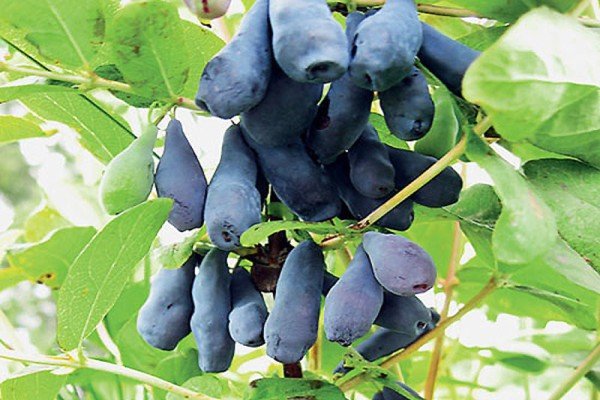 Кращі сорти жимолості — фото з назвою і описом