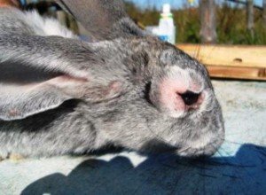 Особливості вирощування кролів мясних порід: інвентар, годування, розмноження і відеоінструкція