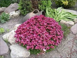 Альпінарій своїми руками: пристрій і схема оформлення, покрокова інструкція фото