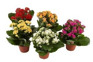 Каланхое: правильний догляд за рослиною в домашніх умовах