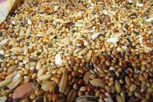 Що їдять индоутки: рекомендації по харчуванню свійської птиці