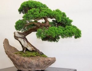 Як виростити бонсай в домашніх умовах: техніки і стилі на відео та фото