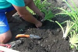 Монтбреция – шафрановий аромат або невизнаний гладіолус