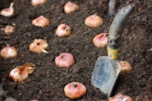 Які багаторічні квіти можна посадити восени в саду: види культур, поради по посадці, правила догляду та фото