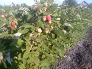 Особливості вирощування та догляду малини сорту здоровань