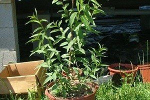 Персик: грамотні посадка та вирощування, правила догляду