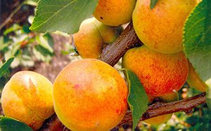 Самоплідні абрикоси: особливості і характеристики сортів