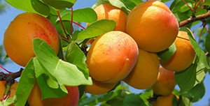 Різнокольорові троянди: сорти з незвичайною забарвленням