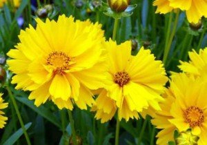 Багаторічники, квітучі восени: різновиди, особливості догляду, фото з назвами і відео