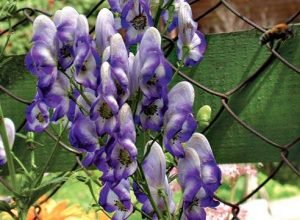 Дуже отруйний квітка Аконіт — види, фото і застосування в медицині