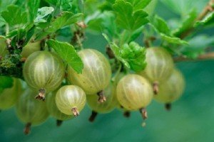 Посадка агрусу навесні — як і в якому місяці правильно садити?