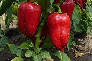 Опис сортів перцю для теплиці з полікарбонату: для початківців і досвідчених садівників