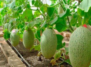 Диня для Підмосковя: кращі сорти для вирощування на дачній ділянці