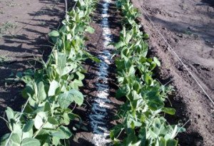 Як посадити горох в городі: види і сорти, правила посадки та догляду, фото