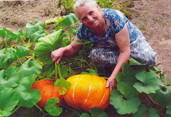 Клоп периллюс   фото, як бореться з колорадським жуком