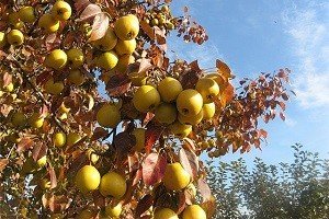 Груша Усурійська: відмітні особливості груші дички і культурного дерева