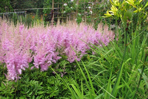 Астильба в ландшафтному дизайні саду — багатоликий чагарник для оформлення квітника