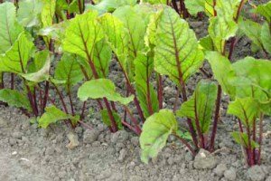 Вирощування буряків в Сибіру і на Уралі: поради садівників та опис кращих сортів для відкритого грунту