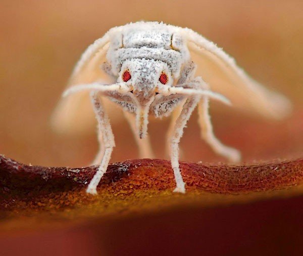 Як боротися з білокрилка на кімнатних рослинах