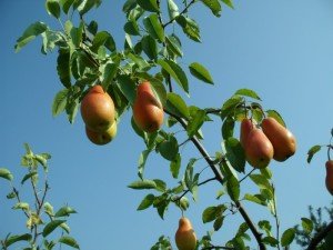 Опис сорту груші Талгарская красуня: особливості плодів і правила посадки