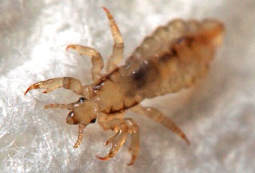 Засіб від вошей і гнид для дітей і дорослих в домашніх умовах за один день: відгуки