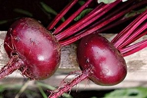 Найсолодша буряк — назви та опис сортів Найсолодша буряк — назви та опис сортів