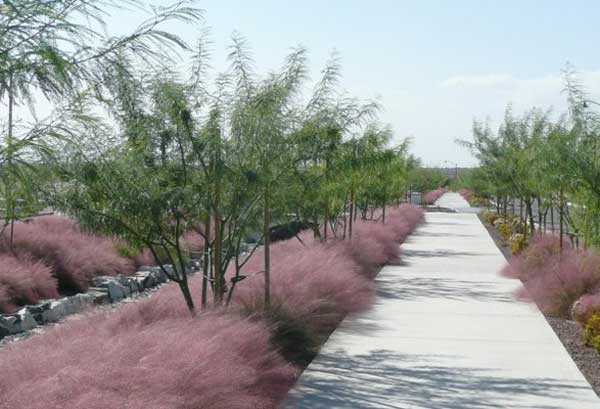 Мюленбергия волосовидная – вирощування: посадка і догляд